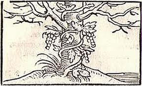 Emblema de la vid y el olmo enlazados