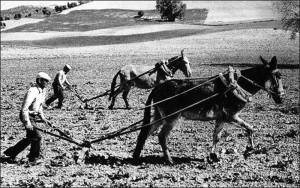 Campesinos arando