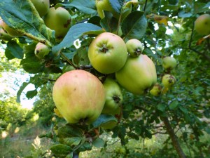 Manzanas verdes