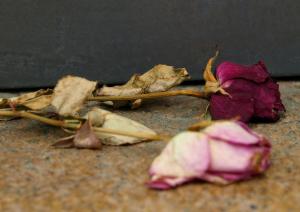 Rosas marchitas