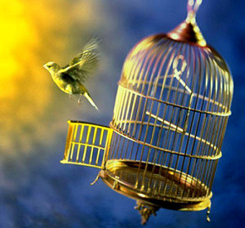 Pajaro saliendo de la jaula