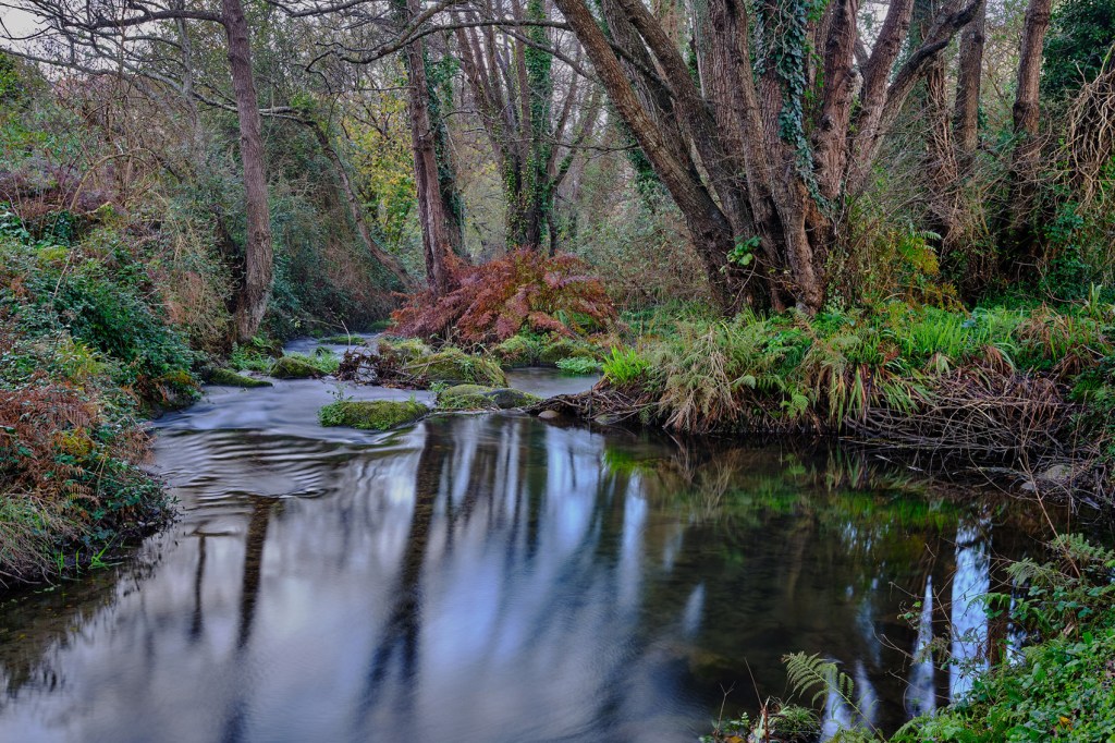 Remanso de un río entre árboles