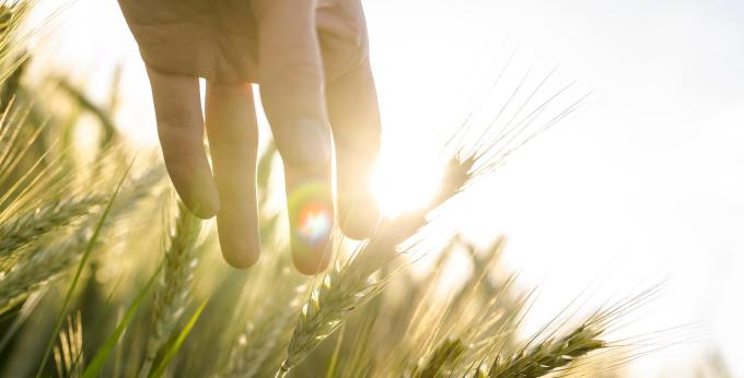 Mano acariciando unas espigas de trigo