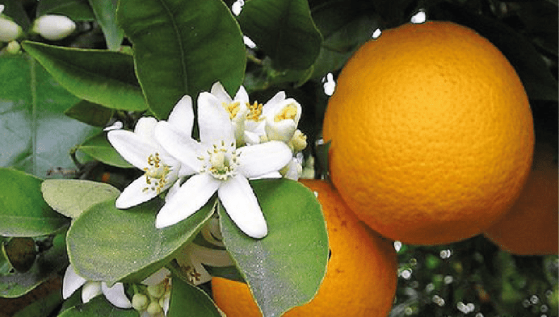 Flor de naranjo